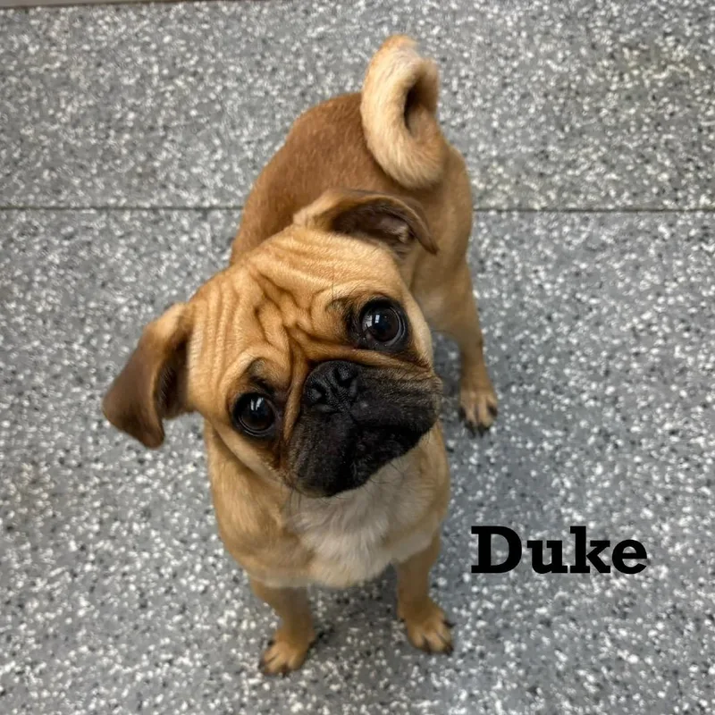 A young small-sized male Yellow / Tan / Blond / Fawn Pug dog named Duke for adoption in Parkersburg, WV