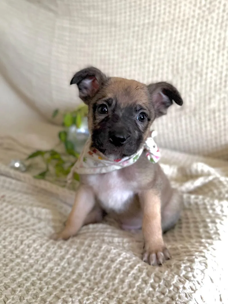 A baby medium-sized male Shepherd dog named Jalapeno  Shepherd litter for adoption in Los Angeles, CA
