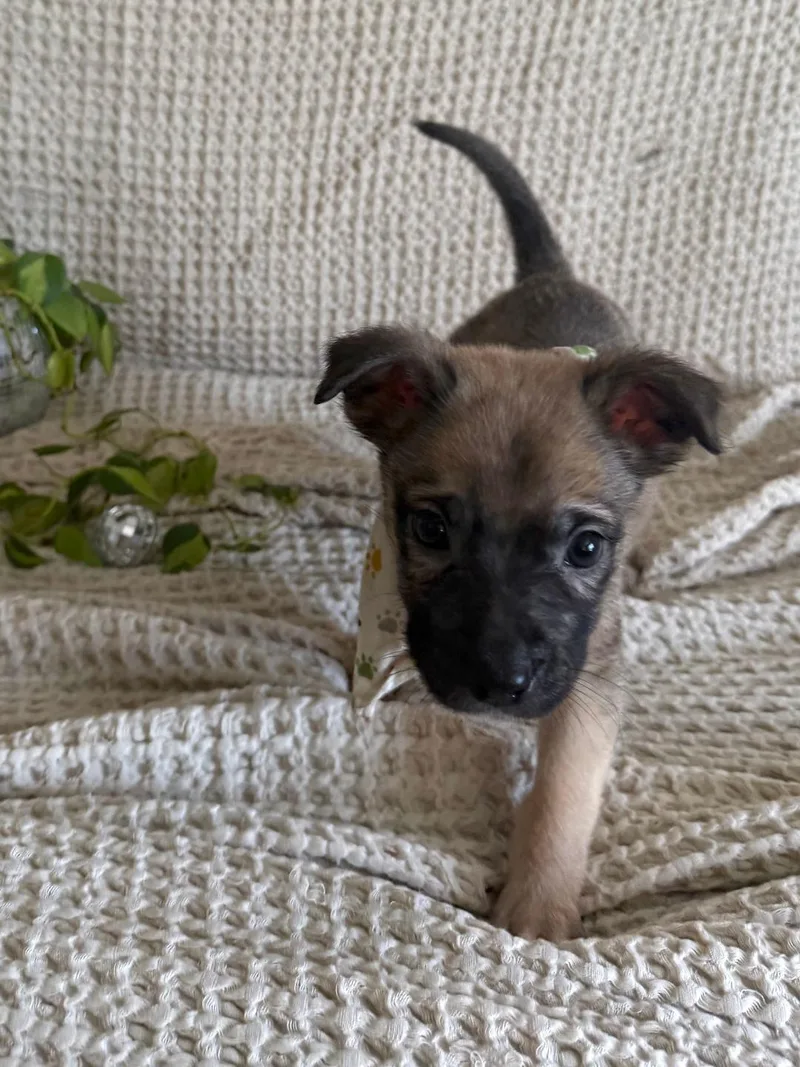 Jalapeno  Shepherd litter thumbnail 2