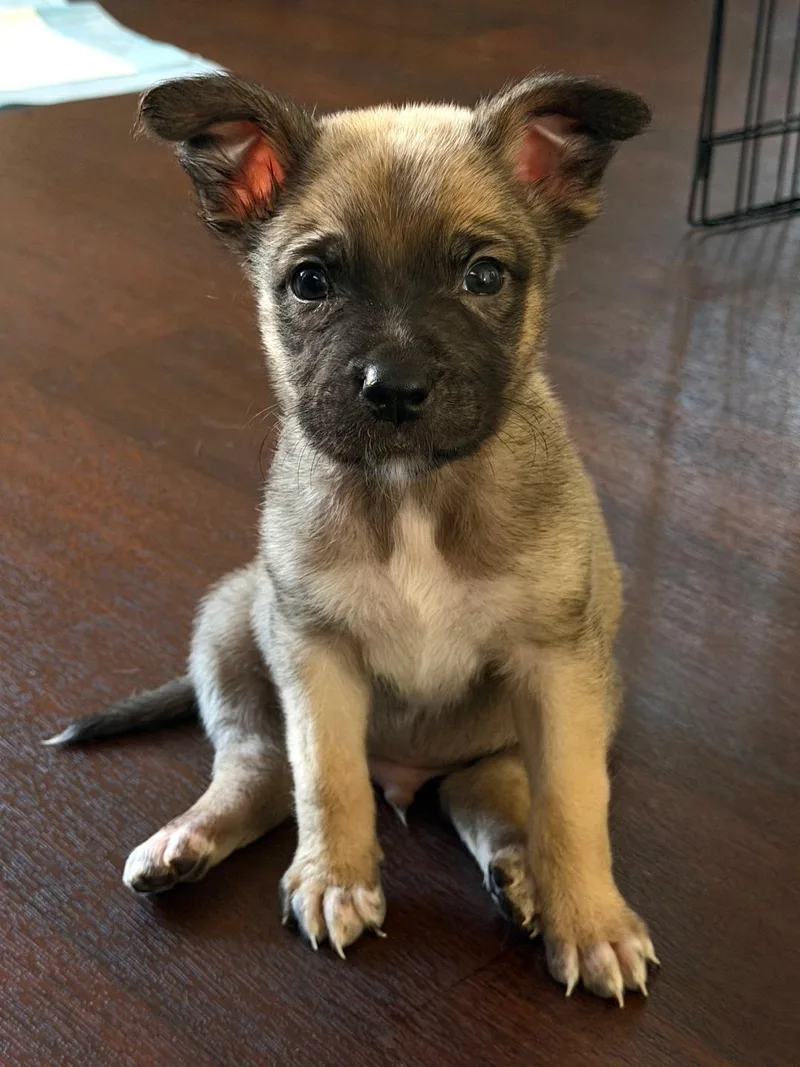 Jalapeno  Shepherd litter thumbnail 3