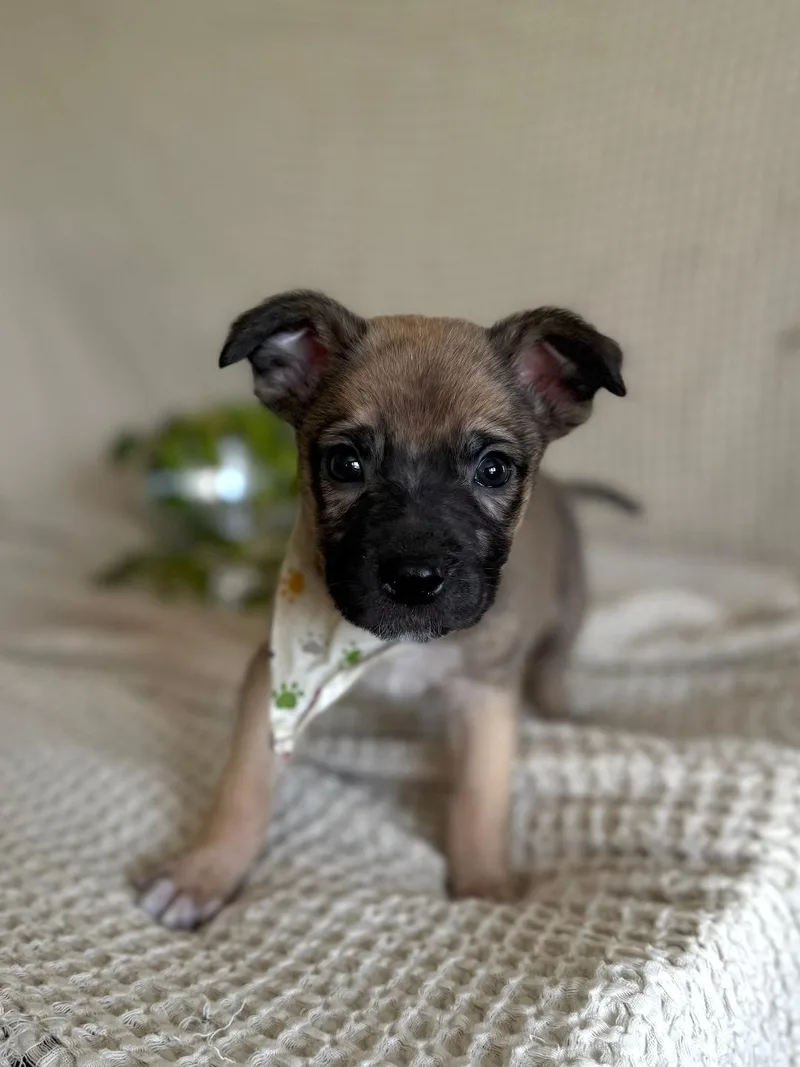 Jalapeno  Shepherd litter thumbnail 4