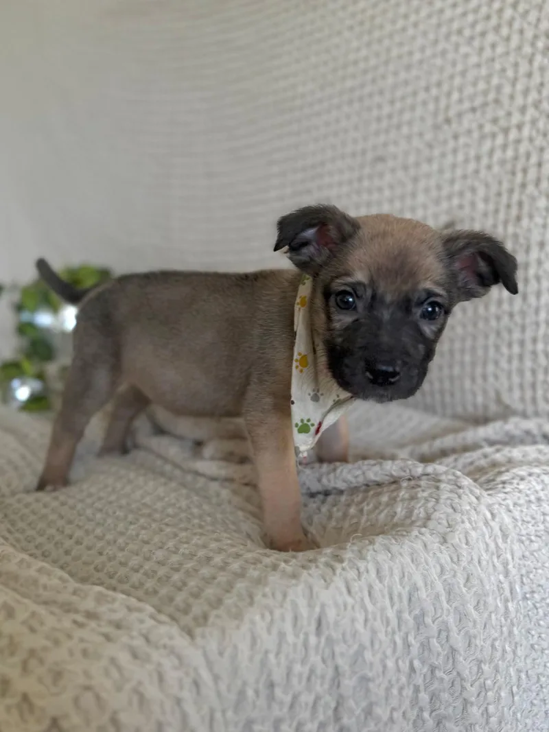 Jalapeno  Shepherd litter thumbnail 5