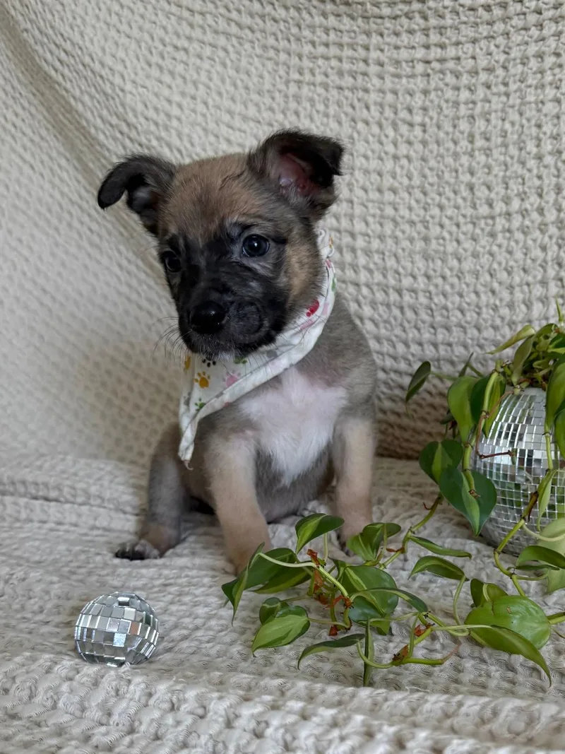 Jalapeno  Shepherd litter thumbnail 6