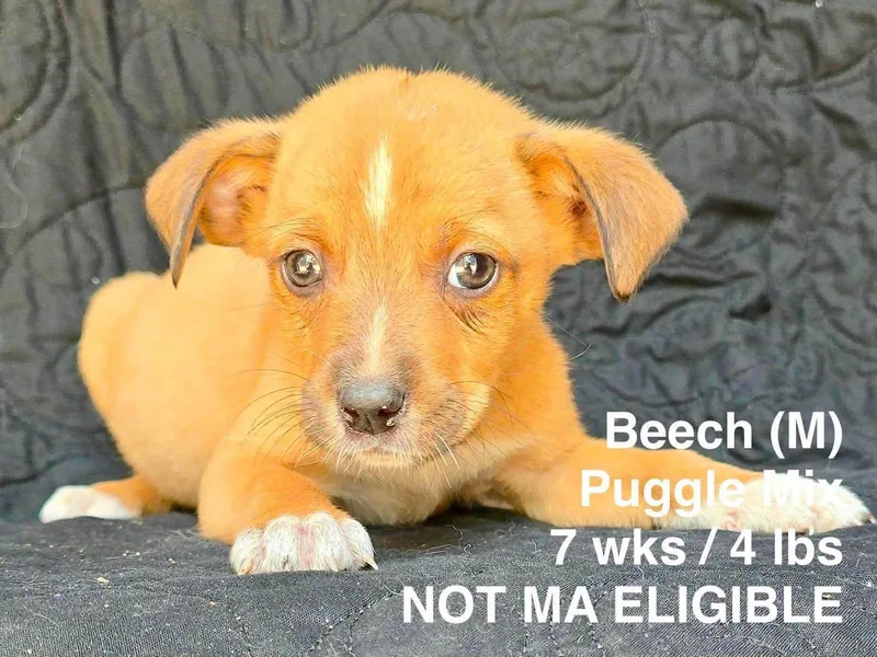 A young small-sized male Pug dog named Beech for adoption in Pomfret Center, CT