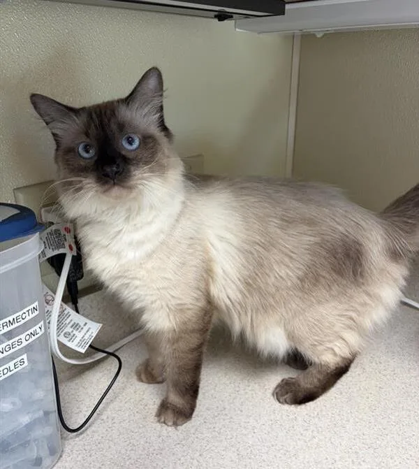 A young medium-sized female Siamese cat named Nakia for adoption in Great Falls, MT