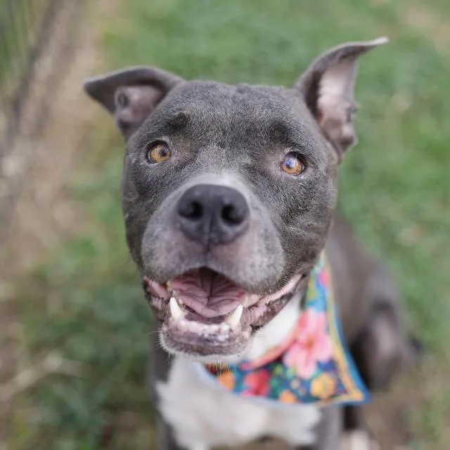An adult large-sized female American Staffordshire Terrier dog named Persephone for adoption in San Antonio, TX