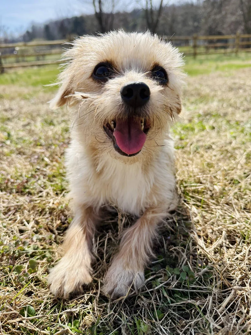 A young small-sized female Yorkshire Terrier dog named Gigi for adoption in Elizabethtown, PA