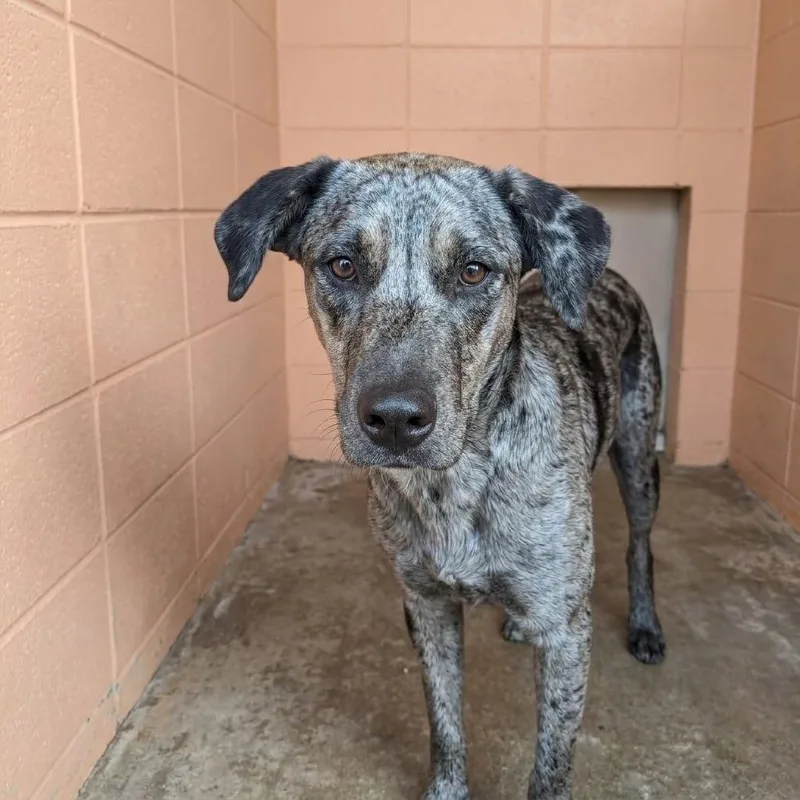A baby medium-sized male Catahoula Leopard Dog dog named Fish Stick for adoption in Gautier, MS