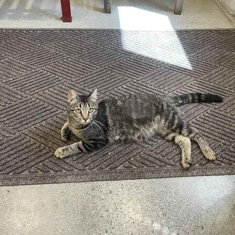 Focaccia thumbnail 2