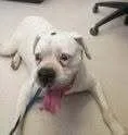 A senior medium-sized male White / Cream Boxer dog named Adnan for adoption in Hewitt, TX