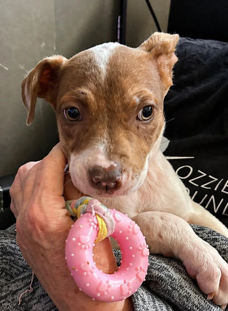 A baby medium-sized female Brown / Chocolate Labrador Retriever dog named Madi Peeps for adoption in Marietta, GA