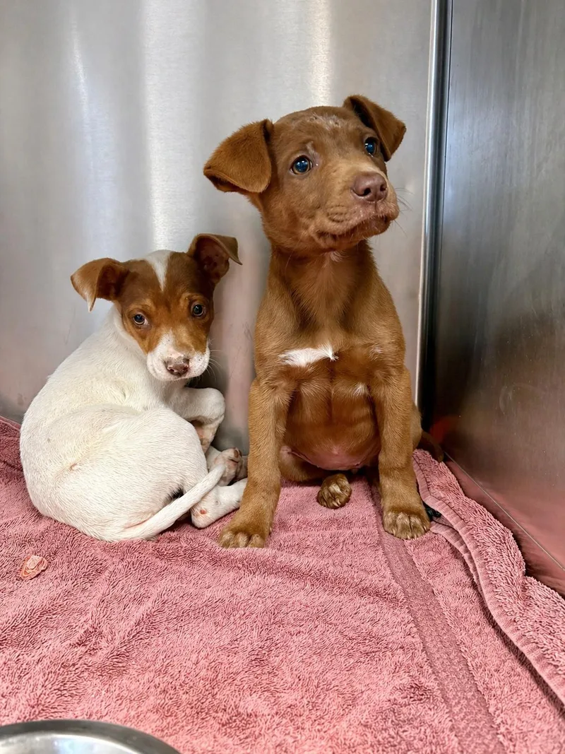 Madi Peeps thumbnail 3