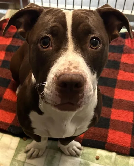 A young medium-sized female Staffordshire Bull Terrier dog named Milky Way for adoption in Santa Cruz, CA