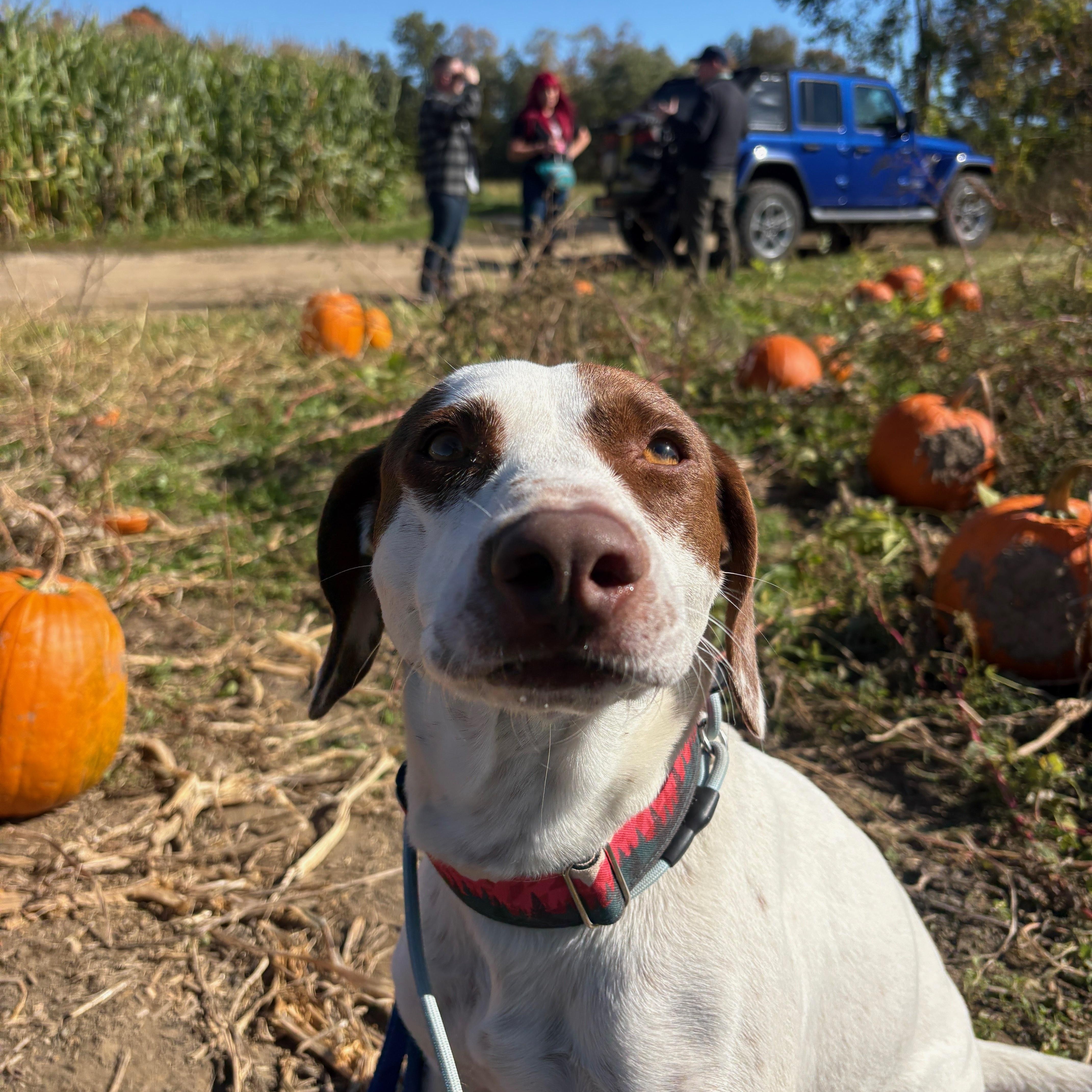 A young medium-sized female Red / Chestnut / Orange Pointer dog named Darcy for adoption in New Boston, NH