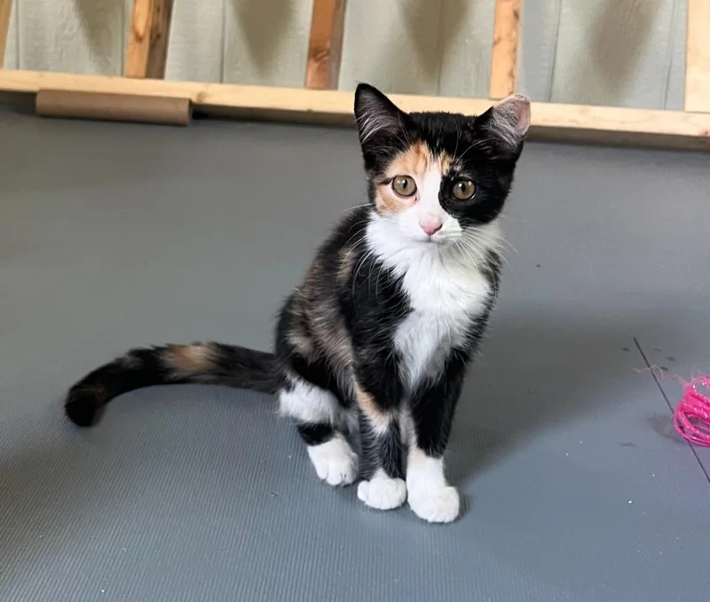 A baby medium-sized female Domestic Short Hair cat named Nicky for adoption in Rice Lake, WI