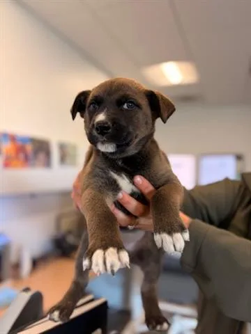A baby small-sized male Australian Cattle Dog / Blue Heeler dog named Dave for adoption in San Martin, CA