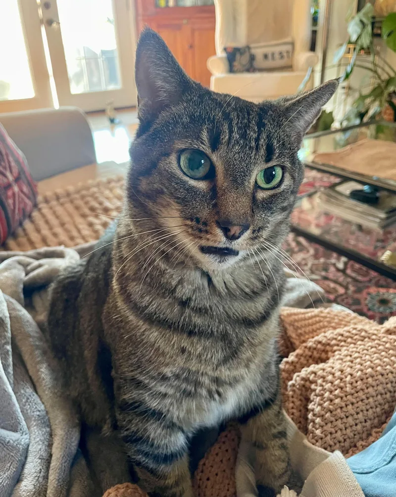 A senior large-sized male Tabby (Gray / Blue / Silver) Domestic Short Hair cat named Ollie for adoption in New Britain, CT