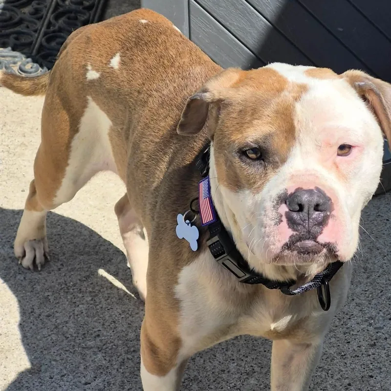 A young medium-sized male Brown / Chocolate American Bulldog dog named Angus for adoption in Westland, MI