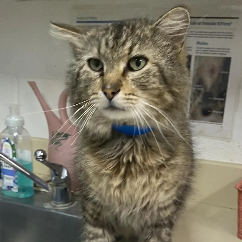 An adult large-sized male Brown / Chocolate Domestic Long Hair cat named Britches for adoption in Ardmore, OK