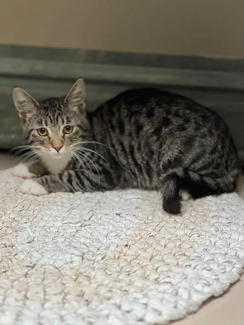 A young medium-sized female Domestic Short Hair cat named Gracie for adoption in Elko, NV