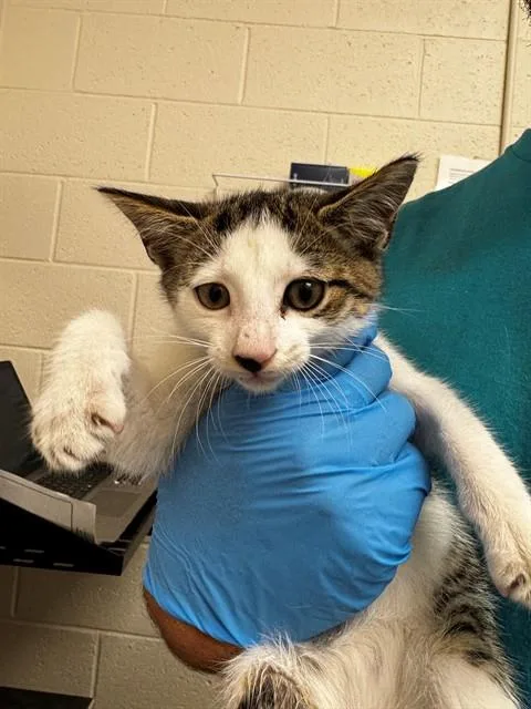 An adult small-sized male Domestic Short Hair cat named Norman for adoption in Naples, FL