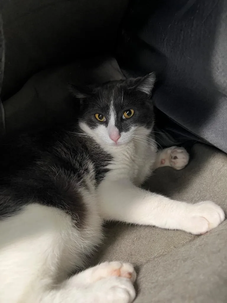 A young medium-sized male Domestic Short Hair cat named Ash for adoption in Meriden, CT