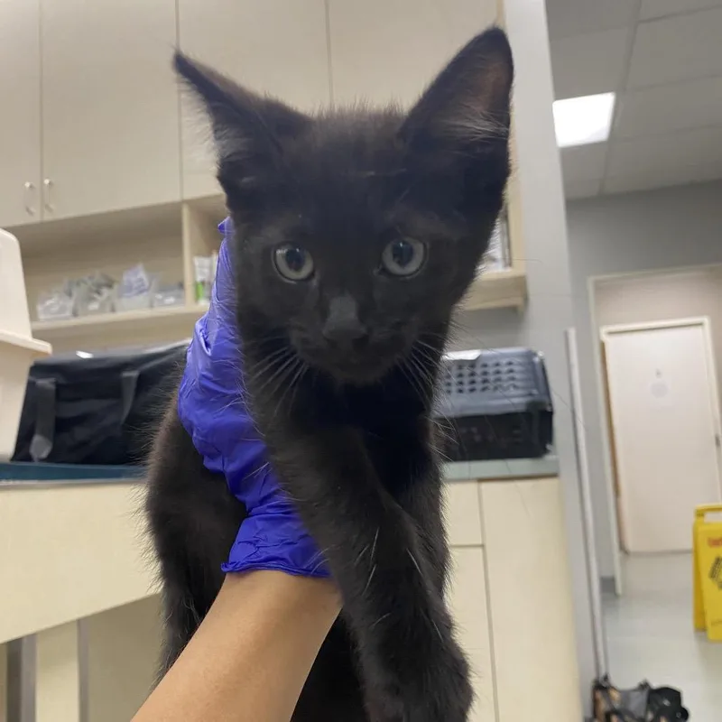 A baby small-sized male Domestic Medium Hair cat named WAGSStray___ for adoption in Westminster, CA