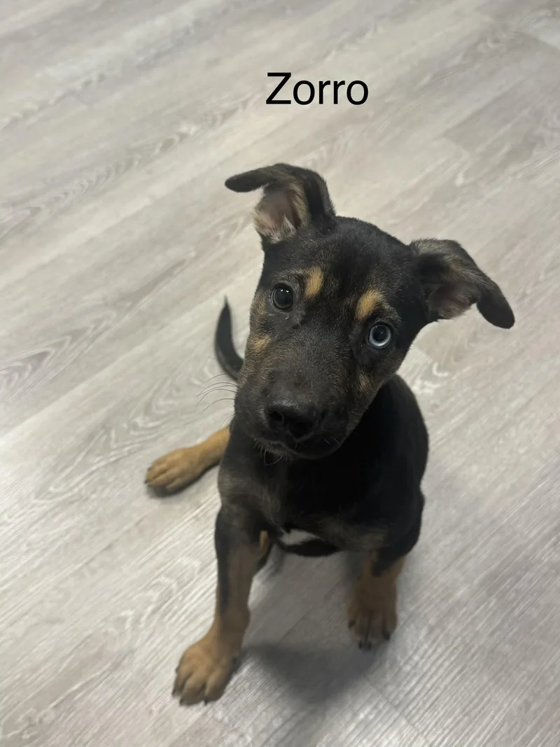 A baby medium-sized male Brindle Jack Russell Terrier dog named Zorro for adoption in Ulster, PA