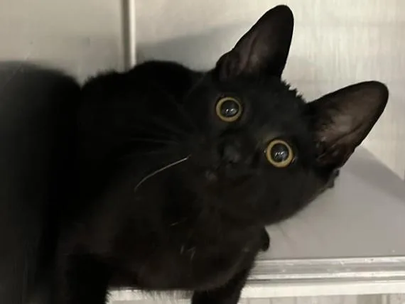 A baby small-sized male Domestic Short Hair cat named Muffin for adoption in Palo Alto, CA