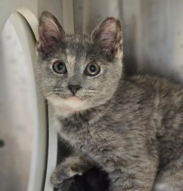 A baby medium-sized female Domestic Medium Hair cat named Terry for adoption in Oakland, CA