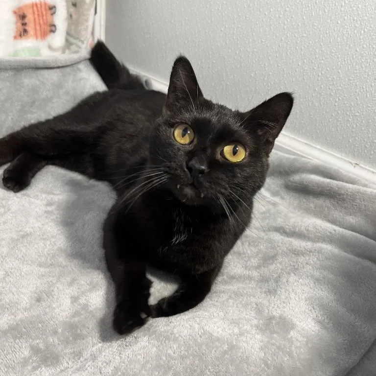 A young medium-sized female Black Domestic Short Hair cat named Luna for adoption in Benld, IL