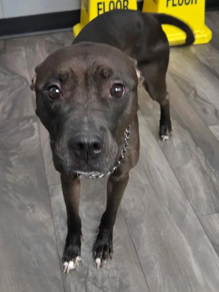 An adult medium-sized female Black Pit Bull Terrier dog named Chewbacca for adoption in Trenton, NJ