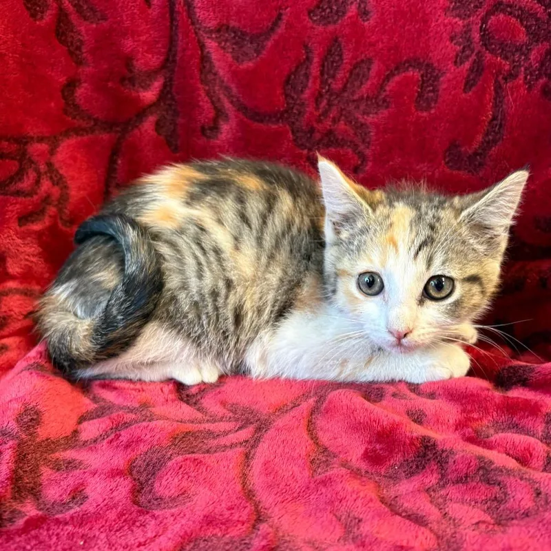 A baby small-sized female Torbie Domestic Short Hair cat named ThredUp for adoption in Mount Juliet, TN