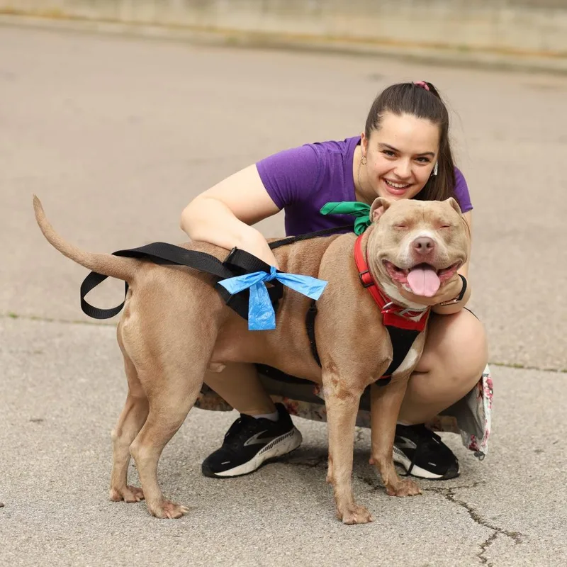 An adult large-sized male Brown / Chocolate Pit Bull Terrier dog named Earl for adoption in Evansville, IN