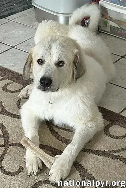 An adult large-sized male White / Cream Great Pyrenees dog named Bear in SC for adoption in Beacon, NY