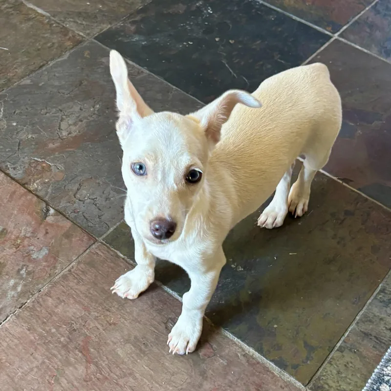 A baby small-sized female White / Cream Chiweenie dog named Tilly for adoption in Prior Lake, MN