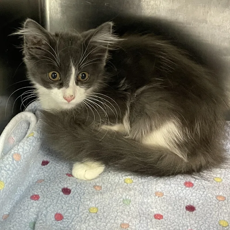 A baby medium-sized female Gray & White Domestic Long Hair cat named Vanilla for adoption in Wyandotte, MI
