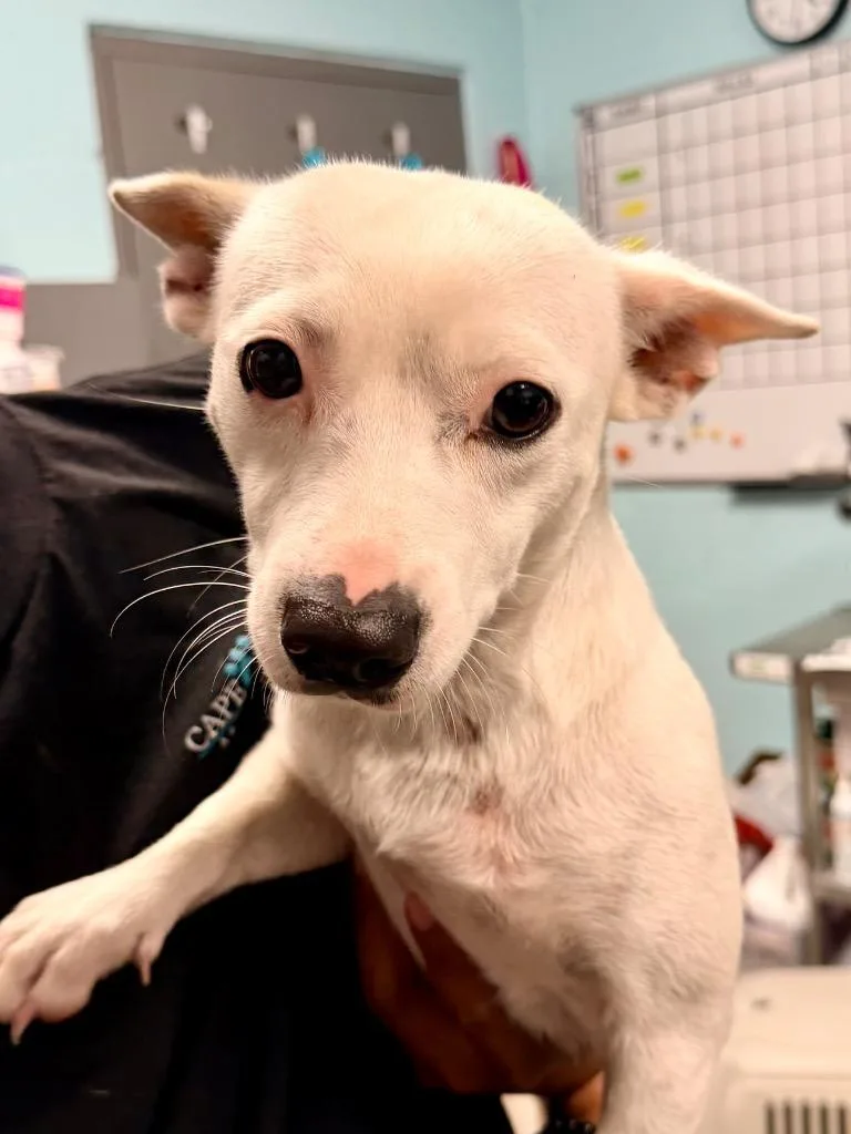 A young medium-sized female Chihuahua dog named Maelyn for adoption in Cape Coral, FL