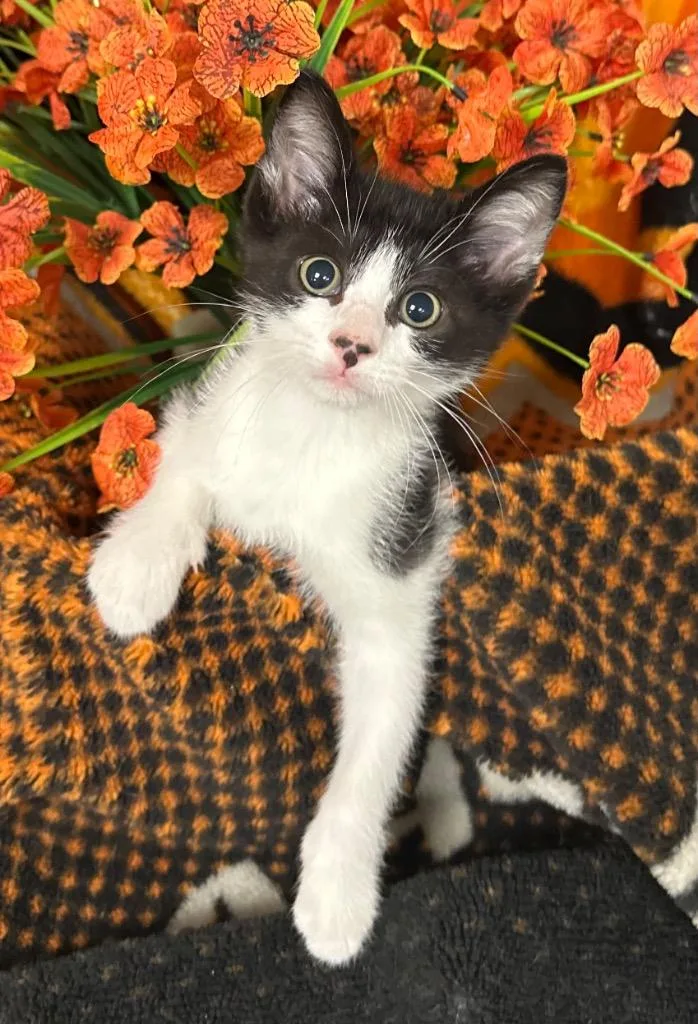 A baby small-sized male Domestic Short Hair cat named Jessie for adoption in Stillwater, OK