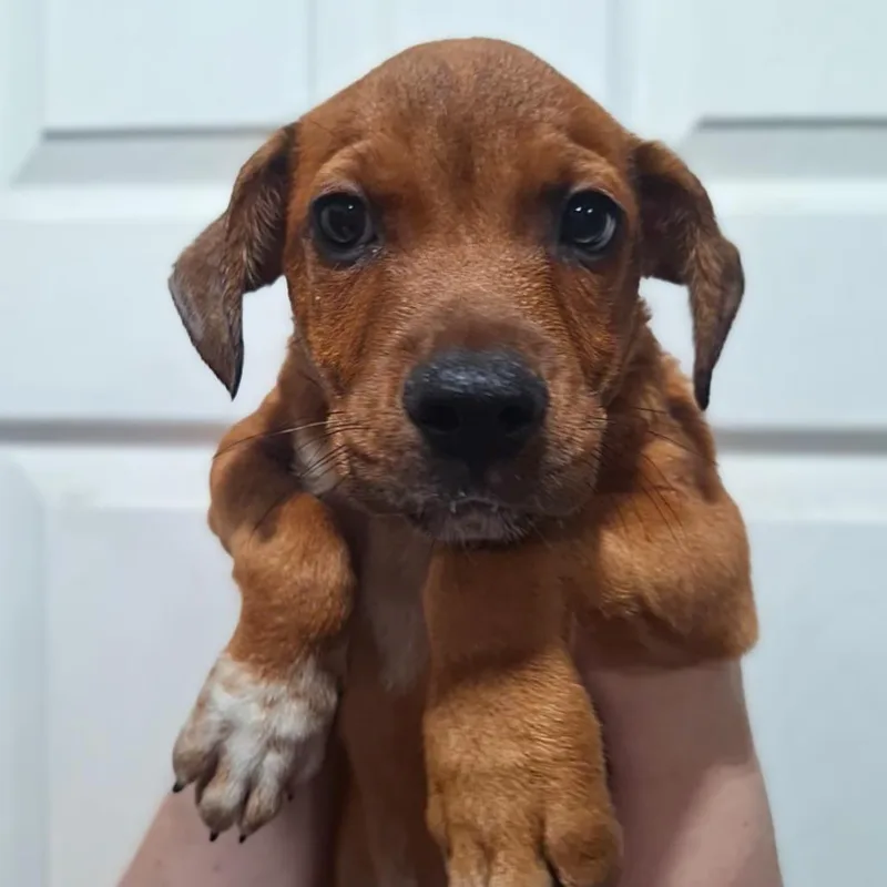 A baby medium-sized male Red / Chestnut / Orange Hound dog named Tio for adoption in Alexandria, VA