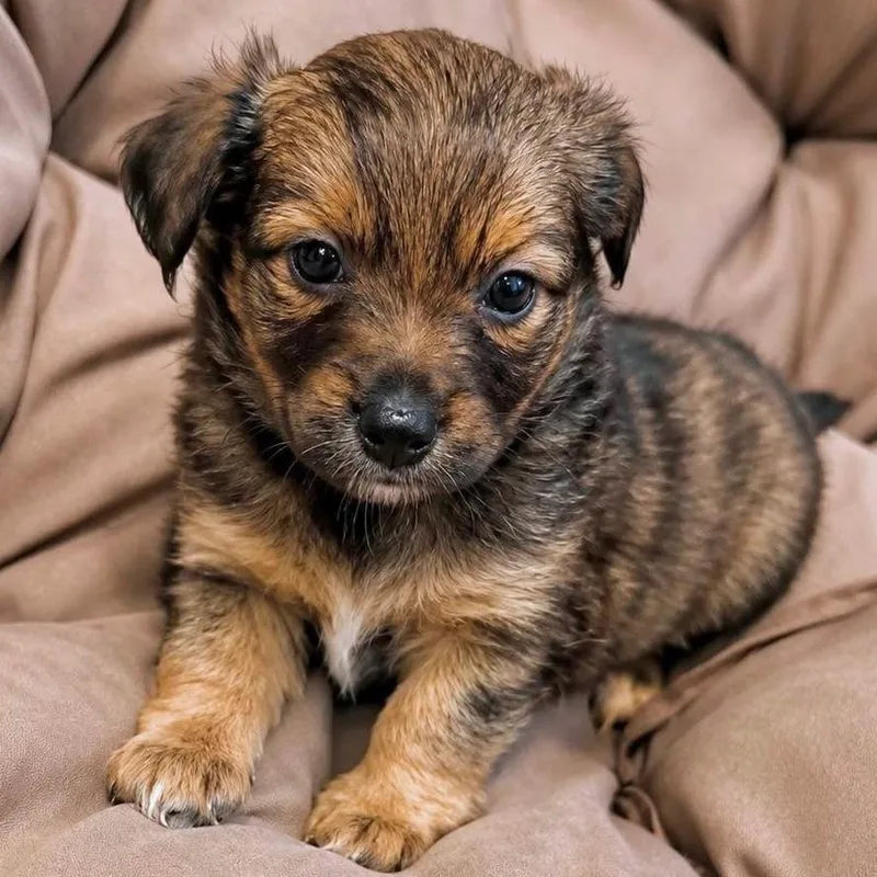 A baby medium-sized female Black Chihuahua dog named Fireworks for adoption in Tampa, FL
