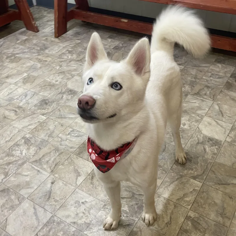 Squeakers thumbnail 2