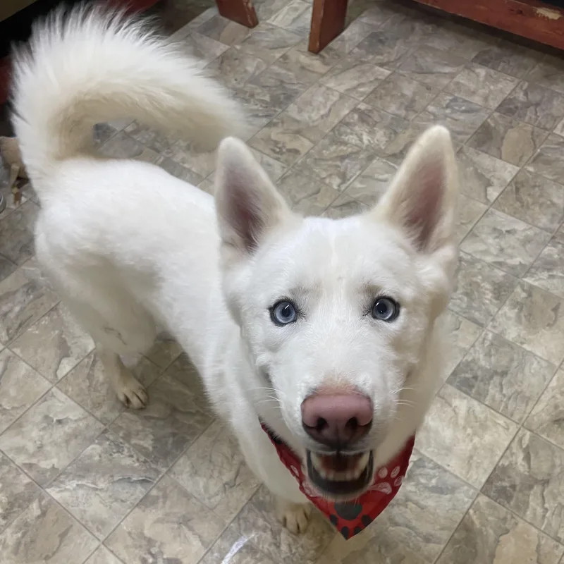 Squeakers thumbnail 3