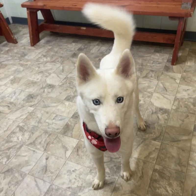 Squeakers thumbnail 4