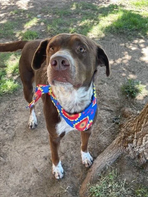 A young medium-sized male Pit Bull Terrier dog named Link for adoption in Tulsa, OK