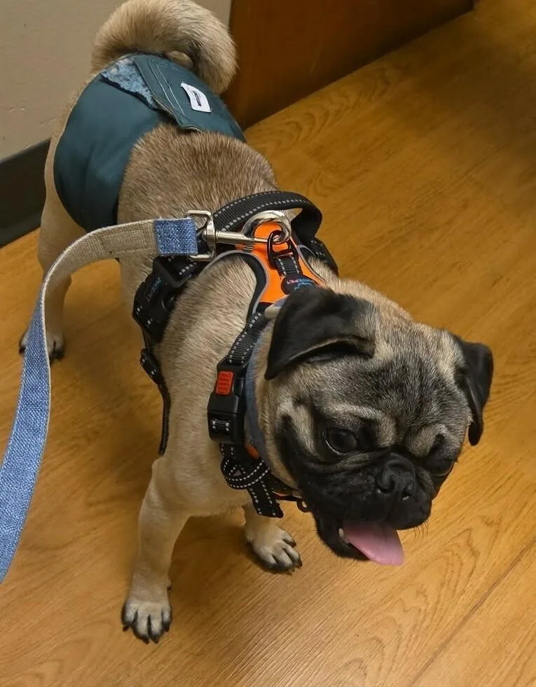A young small-sized male Yellow / Tan / Blond / Fawn Pug dog named Harvey for adoption in Eagle, ID