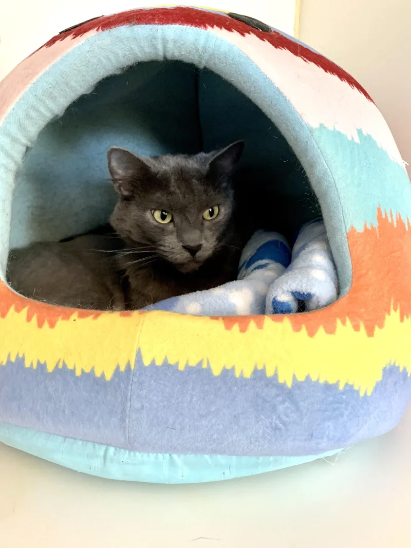 An adult medium-sized female Gray / Blue / Silver Domestic Medium Hair cat named Slot Machine for adoption in Grass Valley, CA