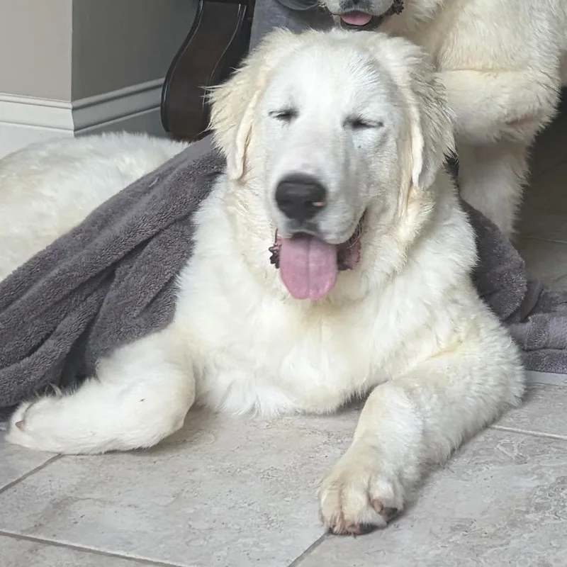A baby extra large-sized male White / Cream Great Pyrenees dog named Austin for adoption in St. Clair, MO
