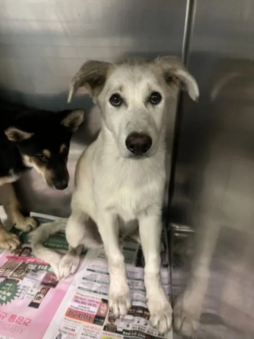 A baby medium-sized male German Shepherd Dog dog named Oliver for adoption in Los Angeles, CA