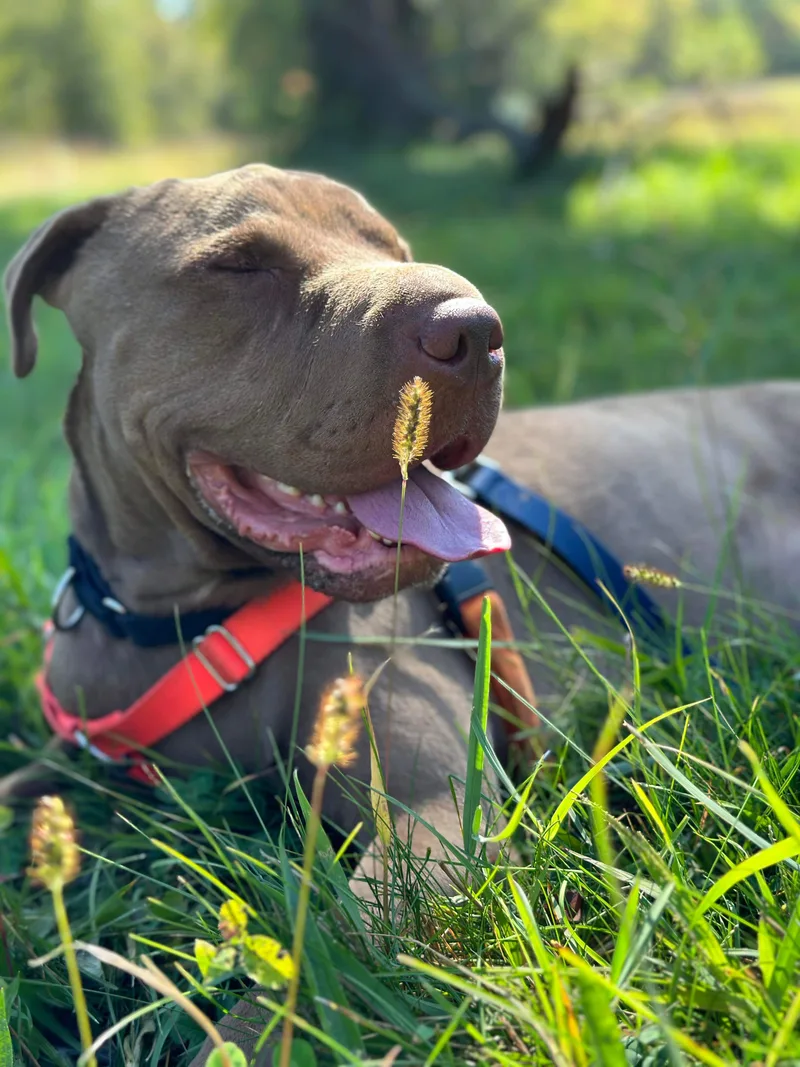 An adult medium-sized male Yellow / Tan / Blond / Fawn Shar-Pei dog named Max for adoption in Detroit, MI